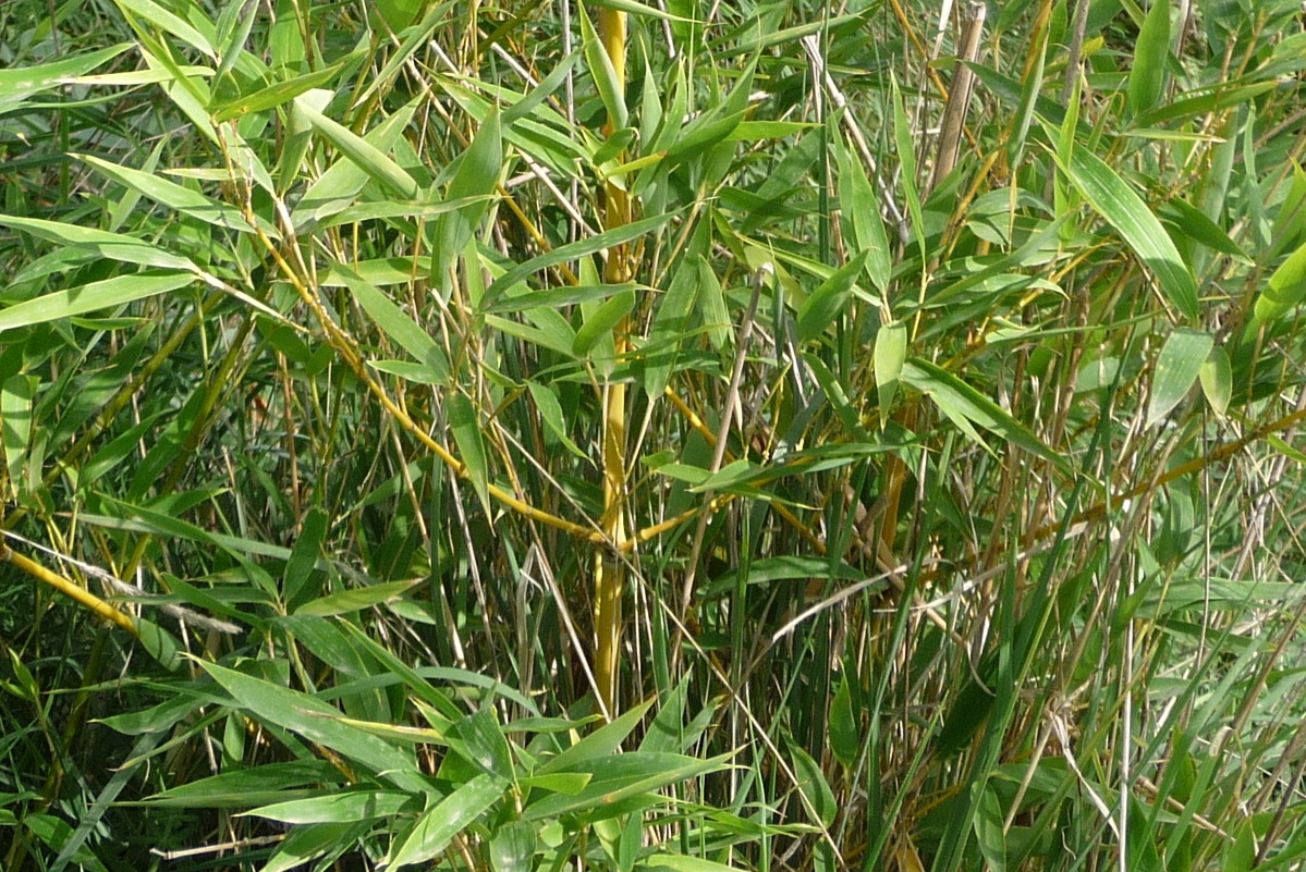 Imatge bambú