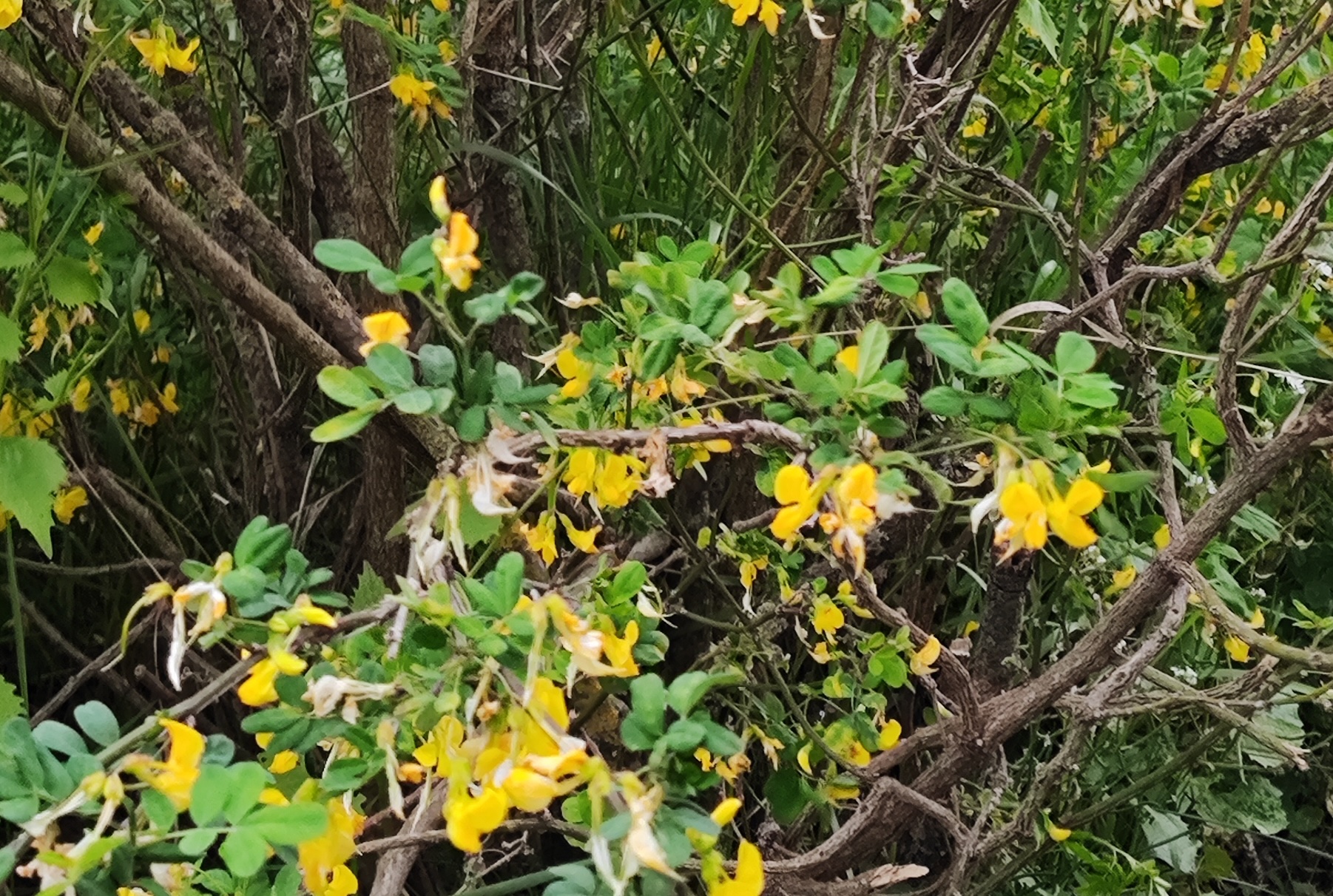 foto coronilla